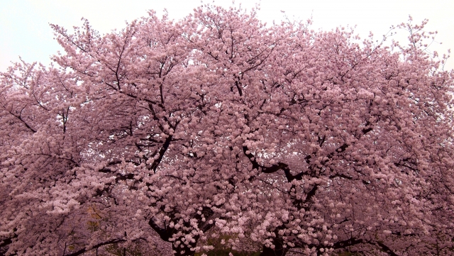 砧公園桜